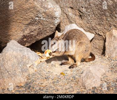 Rock Wallaby on Magnetic Island Rock eating fruit Stock Photo