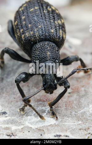 A macro shot of black vine weevil (otiorhynchus sulcatus) Stock Photo