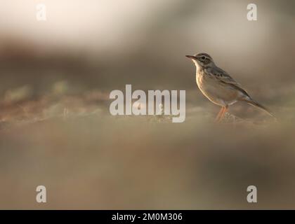 Paddyfield pipit, bird, foraging on the ground. Oriental pipit, Anthus rufulus closeup. Stock Photo