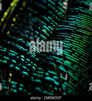 Beautiful, bright, shiny, green feathers. Feathers isolated. Stock Photo