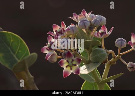 Closeup details of Calotropis procera. Apple of sodom, King's crown, Rubber tree, Rubber bush, Dead sea apple closeup. Stock Photo