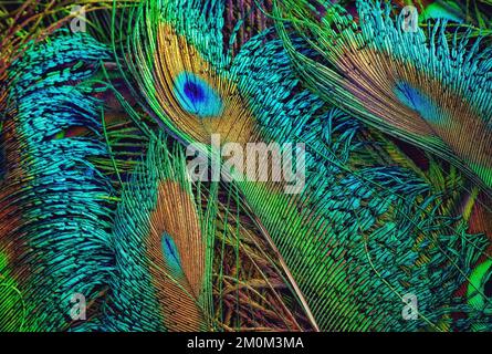 Beautiful, Bright, green feathers closeup. feathers isolated. Stock Photo