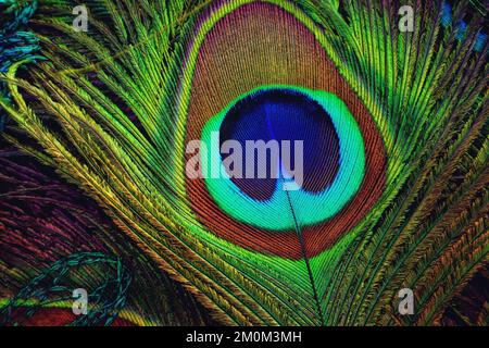 Bright, peacock feather closeup. Single feather isolated. Stock Photo