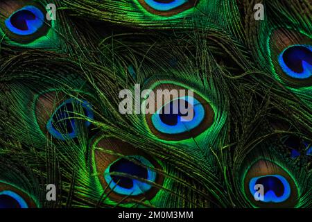 Beautiful, dark, peacock feathers closeup. feathers isolated. Stock Photo