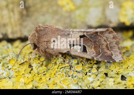 A macro shot of Hebrew character (Orthosia gothica) Stock Photo