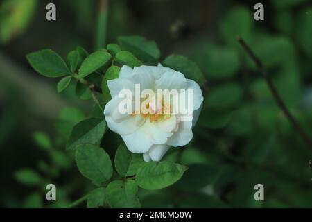Single white rose that have yellow pollen and green leaves on background Stock Photo
