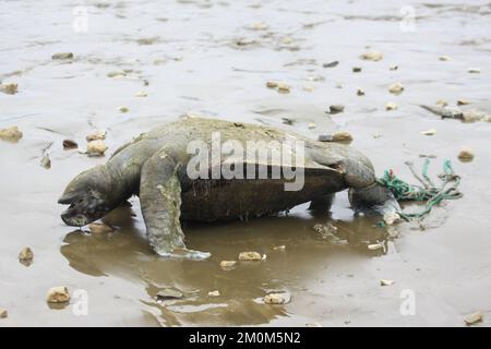 Sea Turtle trapped in nylon rope Photographed at Puerto Lopez, Ecuador ...