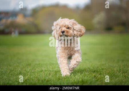 Seven year old Cavapoo on a fun run in the park Stock Photo