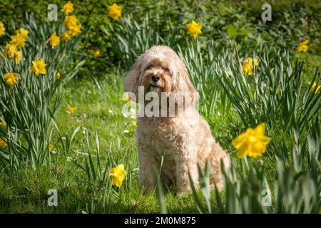 Seven year old Cavapoo sitting in the spring flowers looking very handsome Stock Photo