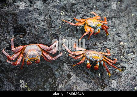 red rock crab, aka Sally lightfoot crab (Grapsus grapsus) on lava, Galapagos. Stock Photo