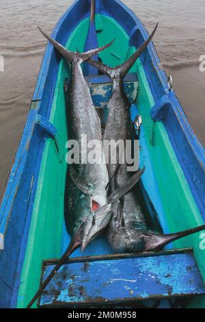 Swordfish in a fishing boat at Puerto Lopez, Ecuador. Puerto López (16,000 inhabitants) is a small fishing village set in an arched bay on the Pacific Stock Photo