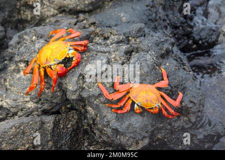 red rock crab, aka Sally lightfoot crab (Grapsus grapsus) on lava, Galapagos. Stock Photo