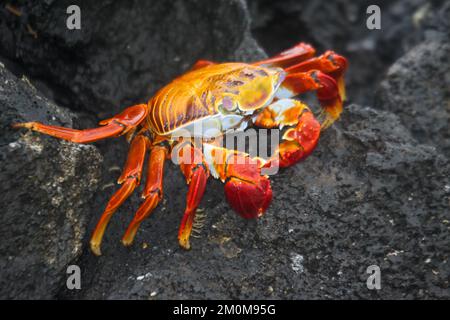 red rock crab, aka Sally lightfoot crab (Grapsus grapsus) on lava, Galapagos. Stock Photo