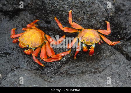 red rock crab, aka Sally lightfoot crab (Grapsus grapsus) on lava, Galapagos. Stock Photo