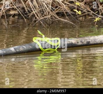 Green Snake on a tree branch in a river Photographed in Peru in June Stock Photo