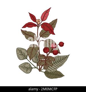 Christmas botany composition with poinsettia branch. Vector illustration in sketch style isolated on white background Stock Vector