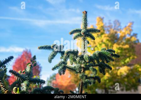 Scenic view of the top of a Spanish fir (Abies pinsapo) on a sunny day in autumn Stock Photo