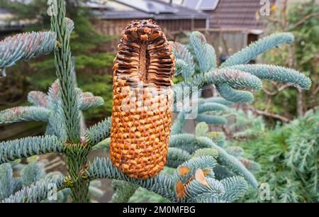 Cross section of the cone of a noble fir (Abies procera) in a garden. The cone has partly been eaten by birds and is gradually falling apart. Stock Photo