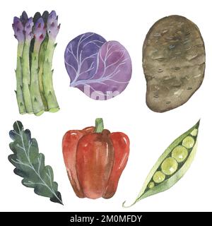 vegetables. watercolor greengrocery set. fresh vegetarian food illustration.  Stock Photo