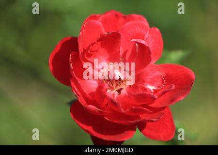 Fresh red rose in a garden Stock Photo