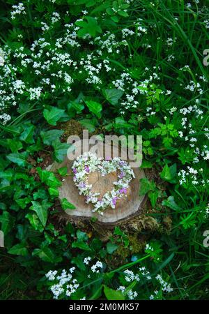 Heart of white Sweet Woodruff flowers (Galium odoratum) mixed with the pink flowers of Herb Robert; Geranium robertianiumon tree stump in decidious wo Stock Photo