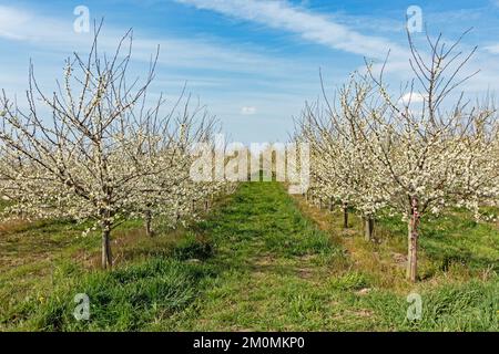 Blossoming apple trees on an orchard in the Alte Land, Lower Saxony, Germany Stock Photo