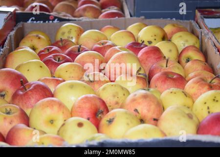 ecologically grown apples after harvest Stock Photo
