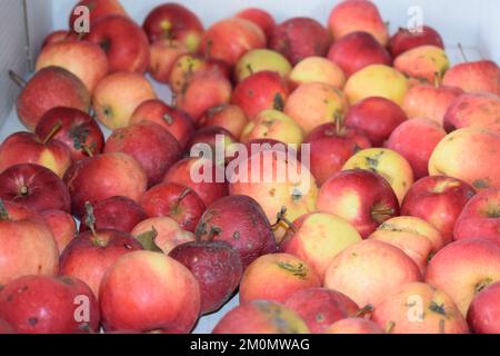 ecologically grown apples after harvest Stock Photo