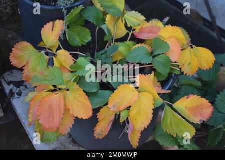 strawberry plants in winter Stock Photo