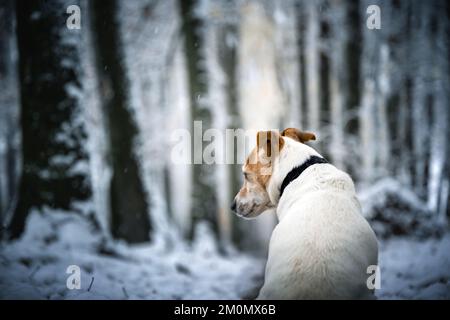 Jack Russell Terrier breed dog in winter snowy park. Picturesque winter scene. Animal photography Stock Photo