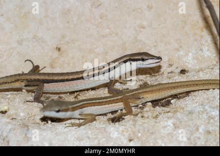 A closeup of two Asian grass lizards in the enclosure in the zoo Stock Photo