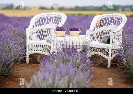White wicker chairs and table with bouquets of lavender flowers in pots outdoor in lavender field. Romantic date preparation. Stock Photo