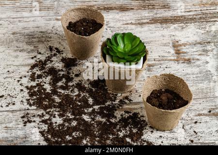 Planting plants in a pot in craft eco pots. Concept of spring time. Hobbies, caring for houseplants. Stock Photo