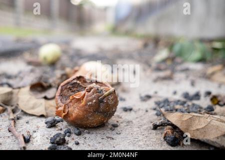 Fallen rotten apple on the pavement. Bottom view. Stock Photo