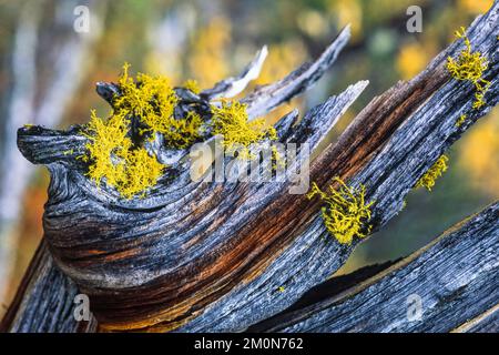 Wolf lichen on a old tree snag Stock Photo