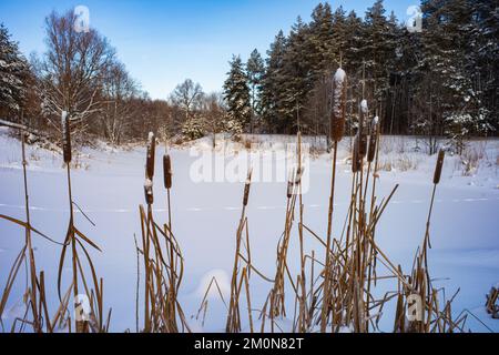 Typha latifolia or broadleaf rose on the lake in winter, forest on the background Stock Photo