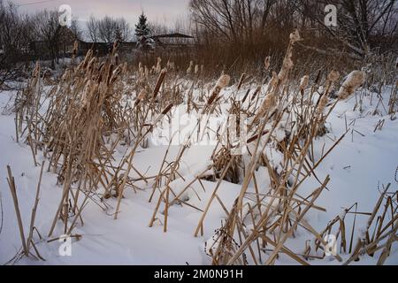 Snow-covered plants called Cattail Typha .  Stock Photo