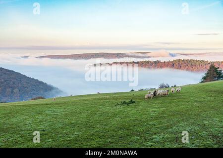 Sheep grazing in a field overlooking the mist filled valley of Horner Water to Bossington Hill and Minehead North Hill on Exmoor at Cloutsham UK Stock Photo