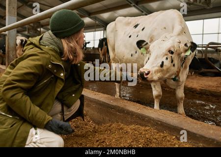 Owner of farm feeding domestic milk cow with hay in cowshed Stock Photo