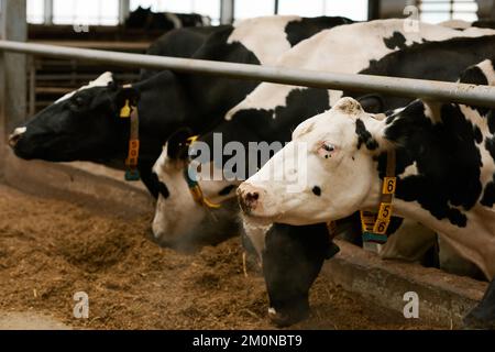 Herd of black and white domestic cows eating hay standing behind stall in cowshed Stock Photo