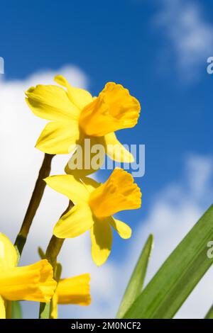 Daffodils outdoors against a blue sky with white clouds from below in closeup showing yellow flowers Stock Photo