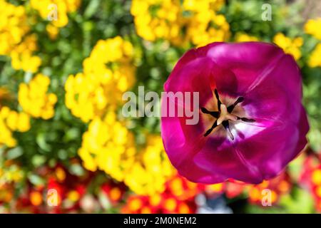 Single tulip flower stands above a background or yellow and red blooms in a flower bed. Floral background with selective focus on pink tulip. Stock Photo