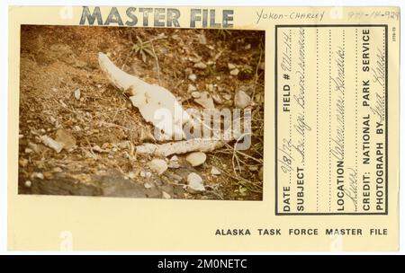 Ice age bison remains. Alaska Task Force Photographs Stock Photo