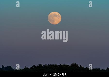 Hampton Ridge, Frogham, New Forest, Hampshire, UK, 7th December 2022. The December full moon, named cold moon, rises in the east just as the sun sets in the west and as temperatures plummet towards zero on what will be the coldest night of the winter so far. Credit: Paul Biggins/Alamy Live News Stock Photo