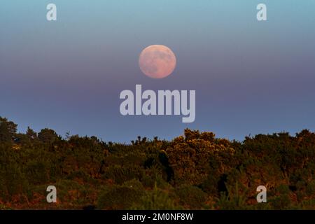 Hampton Ridge, Frogham, New Forest, Hampshire, UK, 7th December 2022. The December full moon, named cold moon, rises in the east just as the sun sets in the west and as temperatures plummet towards zero on what will be the coldest night of the winter so far. Credit: Paul Biggins/Alamy Live News Stock Photo