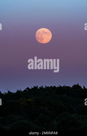 Hampton Ridge, Frogham, New Forest, Hampshire, UK, 7th December 2022. The December full moon, named cold moon, rises in the east just as the sun sets in the west and as temperatures plummet towards zero on what will be the coldest night of the winter so far. Credit: Paul Biggins/Ģ����ý Live News Stock Photo