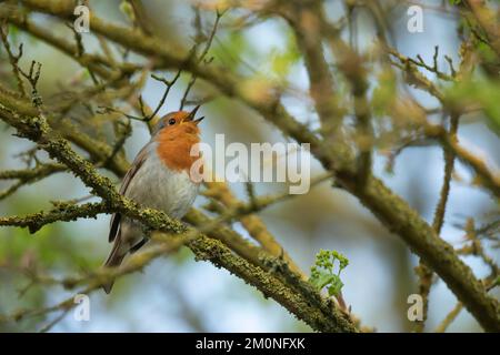 European robin (Erithacus rubecula) adult bird singing on a tree branch, Suffolk, England, United Kingdom, Europe Stock Photo