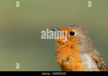 European robin (Erithacus rubecula) adult bird head portrait, singing, Suffolk, England, United Kingdom, Europe Stock Photo