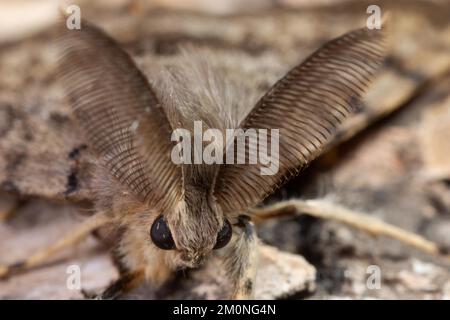 Moth male moth head portrait antennae with long crested teeth looking from the front Stock Photo