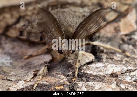 Moth male moth head portrait antennae with long crested teeth on tree trunk looking from the front Stock Photo